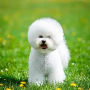 Photo №2 de l'annonce № 1180 de la vente bichon à poil frisé - acheter à Biélorussie 