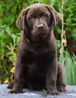 Photos supplémentaires: Chiot labrador