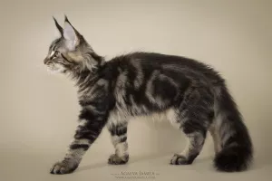 Photo №2 de l'annonce № 5948 de la vente maine coon - acheter à Fédération de Russie de la fourrière