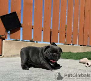 Photo №1. bouledogue - à vendre en ville de Nereta | négocié | Annonce №111606