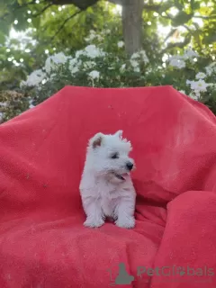 Photo №4. Je vais vendre west highland white terrier en ville de Krapkowice. éleveur - prix - 2500€