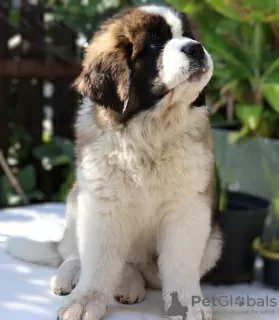 Photo №1. saint-bernard - à vendre en ville de Belgorod | négocié | Annonce №113587