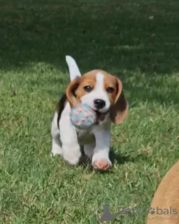 Photo №1. beagle - à vendre en ville de Saarbrücken | 426€ | Annonce №127387