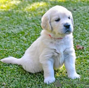 Photo №1. golden retriever - à vendre en ville de Redange | 400€ | Annonce №106362