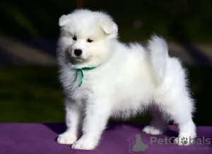 Photo №3. Chiots Samoyèdes à vendre. Fédération de Russie