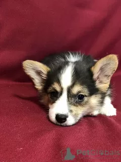 Photo №2 de l'annonce № 39352 de la vente welsh corgi - acheter à Biélorussie de la fourrière, éleveur