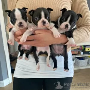 Photo №3. Chiots Boston Terrier. Allemagne