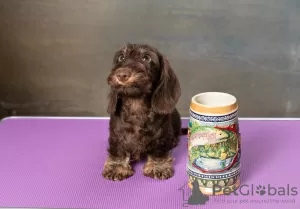 Photos supplémentaires: Chiot teckel miniature à poil dur