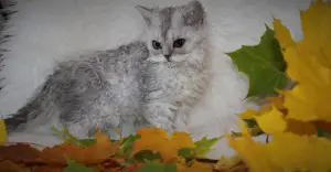 Photo №1. selkirk rex à longs poils - à vendre en ville de Saint-Pétersbourg | 215€ | Annonce № 3530