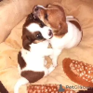 Photos supplémentaires: Jack Russell garçon rouge et blanc et fille tricolore