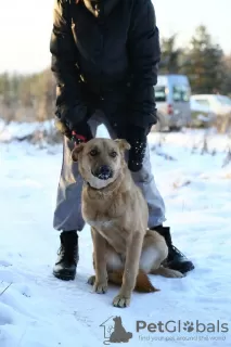 Photo №4. Je vais vendre chien bâtard en ville de Краснокамск. de l'abri - prix - Gratuit