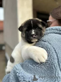 Photos supplémentaires: Akita américain, TOP chiots