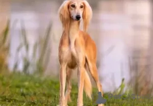 Photos supplémentaires: Chiots Saluki, femelles et mâles