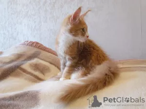 Photo №1. maine coon - à vendre en ville de Koursk | 228€ | Annonce № 7541