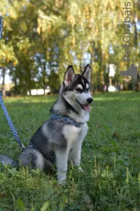 Photo №3. chiots husky sibérien. Ukraine