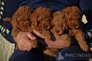 Photos supplémentaires: Mini Caniche, coloris rouge et abricot