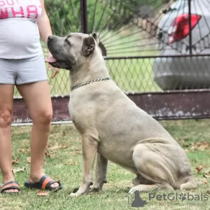 Photos supplémentaires: Chiots cane corso