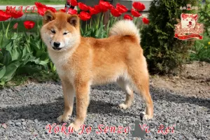 Photos supplémentaires: Shiba Inu mâle avec documents FCI