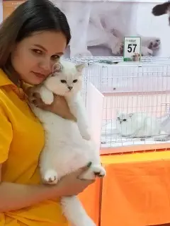 Photo №2 de l'annonce № 3344 de la vente british shorthair - acheter à Fédération de Russie de la fourrière