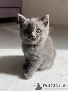 Photos supplémentaires: BKH/Scottish Fold