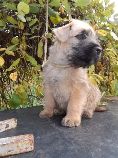 Photo №2 de l'annonce № 4586 de la vente terrier irlandais à poil doux - acheter à Fédération de Russie de la fourrière, éleveur