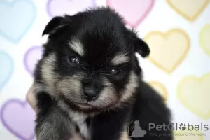 Photos supplémentaires: Chiots Spitz de Poméranie