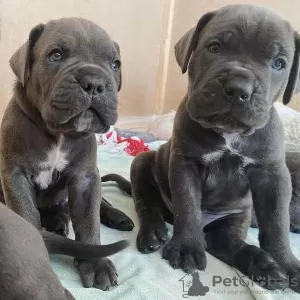 Photos supplémentaires: Chiots Cane Corso