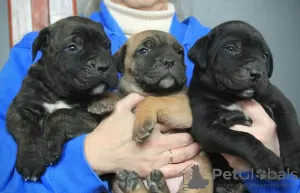 Photos supplémentaires: Chiots Cane Corso