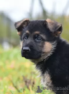 Photo №2 de l'annonce № 76632 de la vente berger allemand - acheter à Biélorussie annonce privée