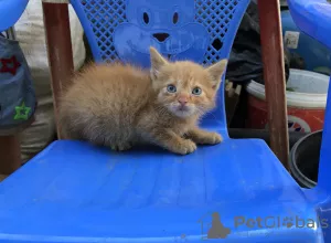 Photos supplémentaires: Chaton gingembre