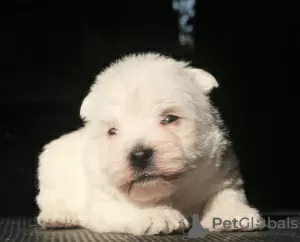 Photos supplémentaires: Chiots West Highland White Terrier filles