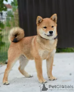 Photo №3. Chiots Shiba Inu. Serbie