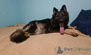 Photos supplémentaires: Chiots de ligne de travail de berger allemand à poils longs