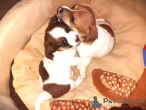 Photos supplémentaires: Jack Russell garçon rouge et blanc et fille tricolore