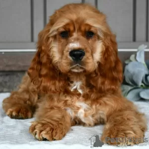 Photo №1. cocker spaniel anglais - à vendre en ville de Bogotá | 189€ | Annonce №45706