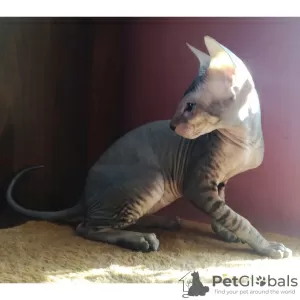 Photo №4. Je vais vendre peterbald en ville de Saint-Pétersbourg. de la fourrière - prix - négocié