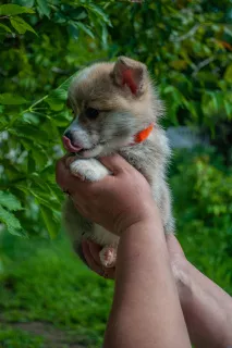 Photo №2 de l'annonce № 6911 de la vente welsh corgi - acheter à Ukraine éleveur