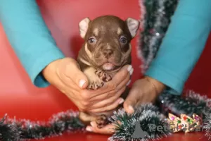 Photos supplémentaires: Chiots bully américain