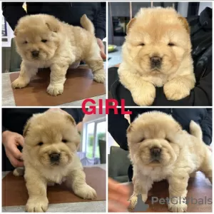 Photo №2 de l'annonce № 131476 de la vente chow-chow - acheter à Belgique annonce privée, éleveur