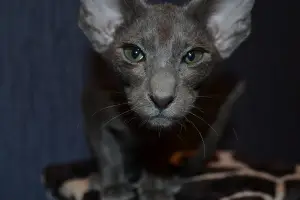 Photo №1. oriental shorthair - à vendre en ville de Kostroma | 284€ | Annonce № 4226