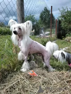 Photo №1. chien chinois à crête - à vendre en ville de Munich | 500€ | Annonce №105362