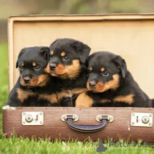 Photo №1. rottweiler - à vendre en ville de Киль | 100€ | Annonce №129430