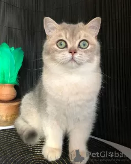 Photo №4. Je vais vendre british shorthair en ville de Lviv. de la fourrière - prix - 568€