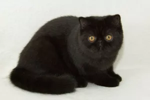 Photo №1. exotic shorthair - à vendre en ville de Zaporijia | 1000€ | Annonce № 5861