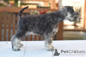 Photos supplémentaires: Poivre et sel de Schnauzer nain