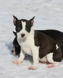 Photos supplémentaires: Chiots Amstaff de ritomnik