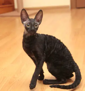 Photo №1. cornish rex - à vendre en ville de Moscou | 644€ | Annonce № 3365