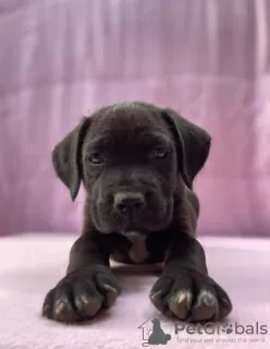 Photo №2 de l'annonce № 11408 de la vente cane corso - acheter à Pologne annonce privée