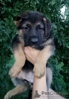 Photo №3. Chiots berger allemand à vendre. La Moldavie