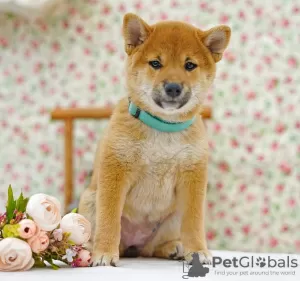 Photos supplémentaires: Shiba Inu. Chiots